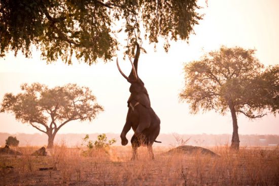 Ein männlicher Elefant steht auf seinen Hinterbeinen, um an Baumzweige zu kommen