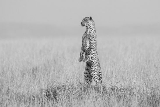 Ein Leopard in der Serengeti steht auf den Hinterbeinen und blickt auf die Savanne