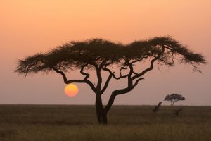 Concours photo APOTY 2018 - paysage d'Afrique, acacia dans la savane. 