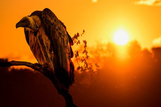 Geier sitzt auf einem Ast vor einem rotorangenen Sonnenuntergang