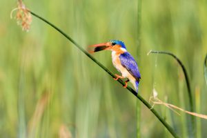 A malachite kingfisher in the reeds in the Okavango Delta