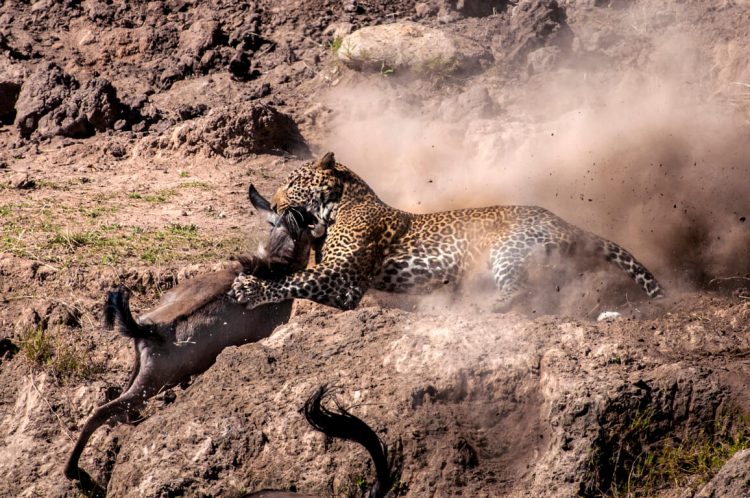 Leopard hunting