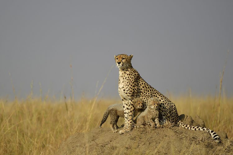 Cheetah mother protecting her cubs