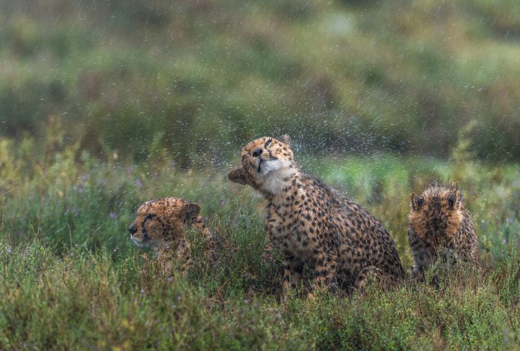 Three cheetah cubs in the rain