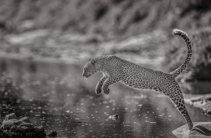 Leopard springt übers Wasser - APOTY