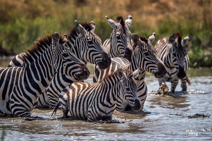 Eine Zebrafamilie im erfrischenden Wasser