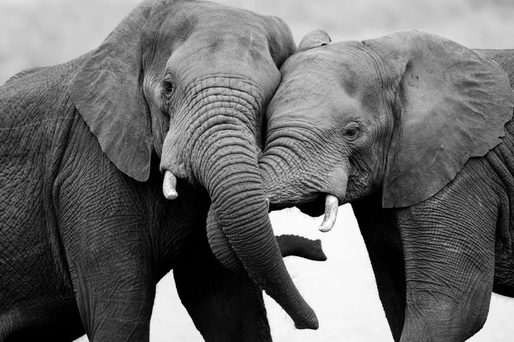 zwie Elefanten in schwarz-weiß umschlingen sich