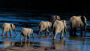 A family group of Elephants crosses the Sand River in MalaMala Game Reserve, South Africa. The light was Surreal!