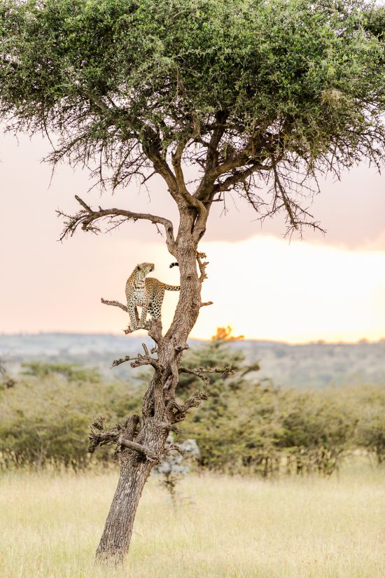 Safari photo : les indispensables.