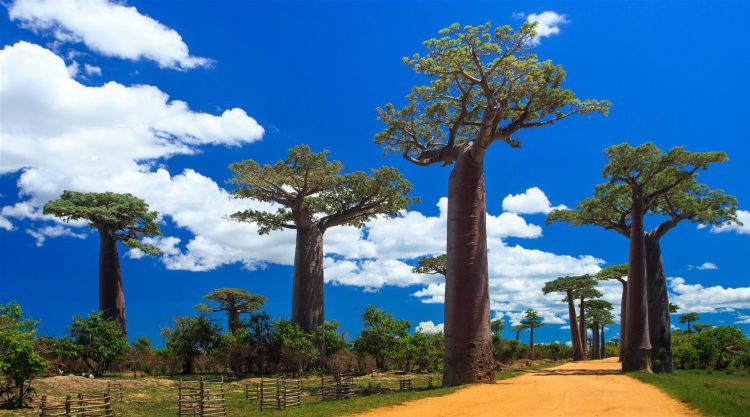 Baobab Bäume in Madagaskar mit Straße