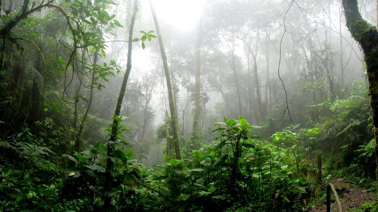 Regenwald mit Pfad und grünen Zweigen in Afrika