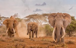 Drei Elefantenbullen mit langen Stoßzähnen wirbeln roten Staub auf