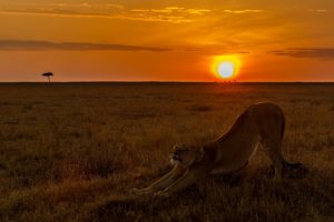 Löwin streckt sich vor einem malerischen Sonnenaufgang